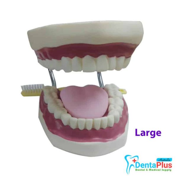 Brushing-Teeth-Model-Large